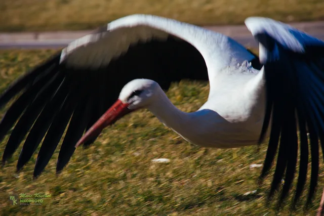 Stork