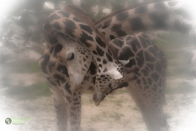 Giraffes in Love