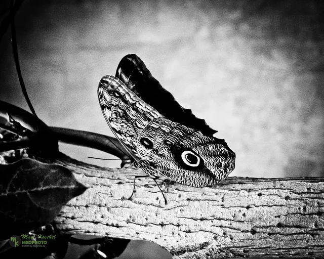 Butterfly