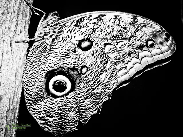 Caligo memnon