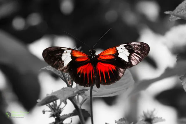Heliconius melpomene