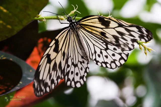 Idea leuconoe
