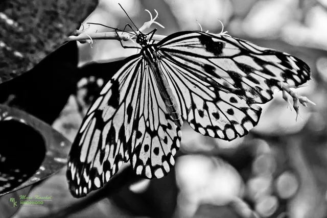 Idea leuconoe