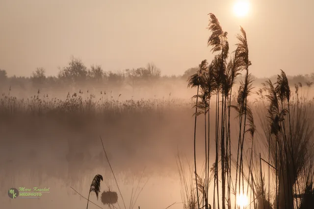 Reed And Mist