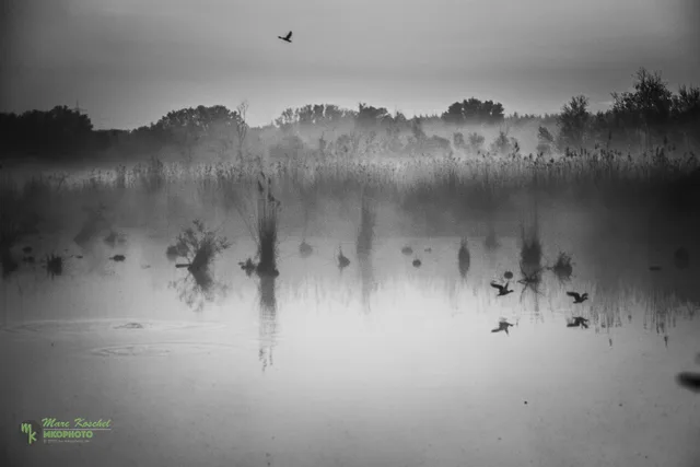 Morning Mist