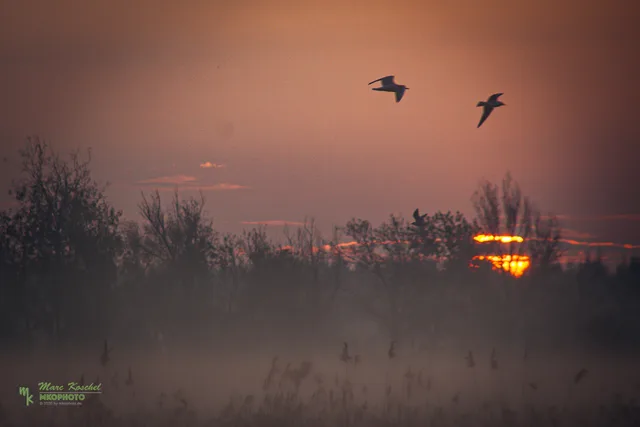 Birds and the sun