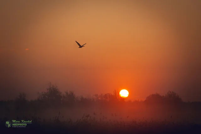 The red goose