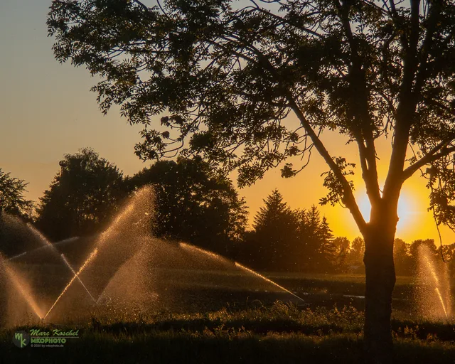 Tree and sprinklers