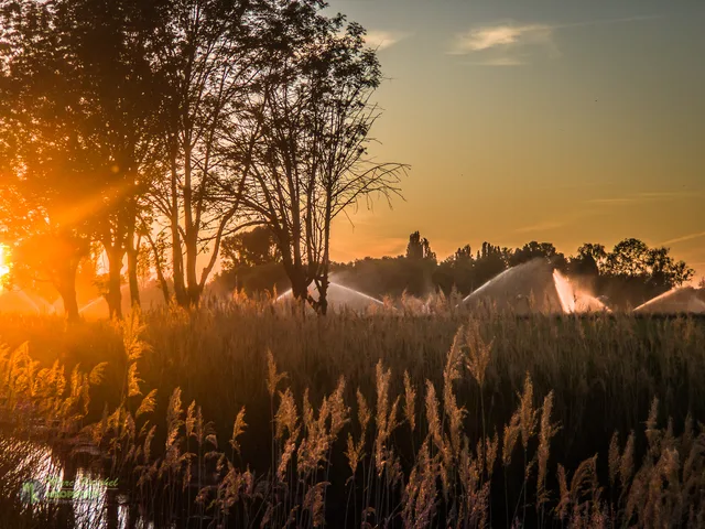Reed on fire