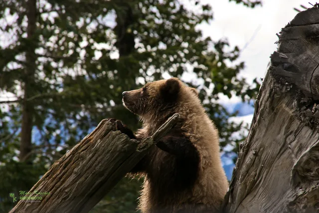 Grizzly