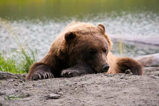 Grizzly sleeping