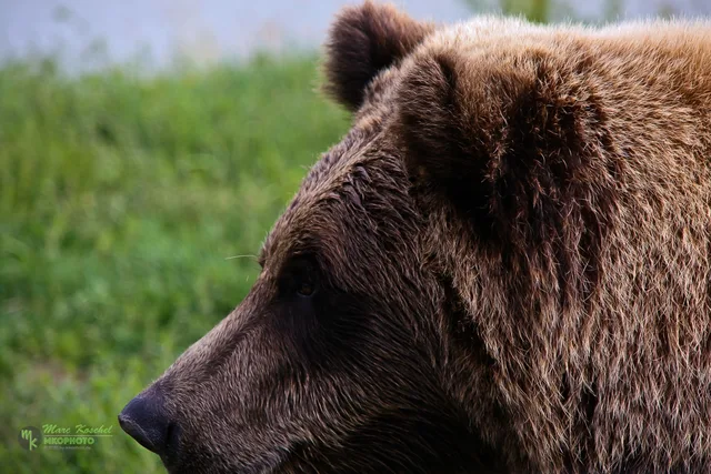 Grizzly portrait