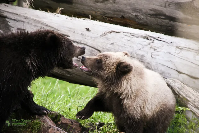Young grizzlies fighting