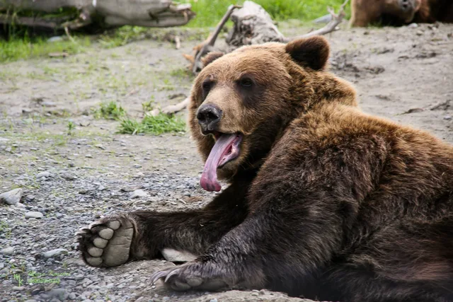 Grizzly showing tongue