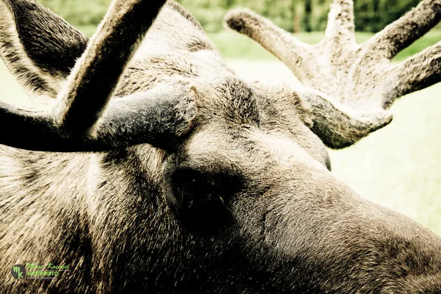 Moose