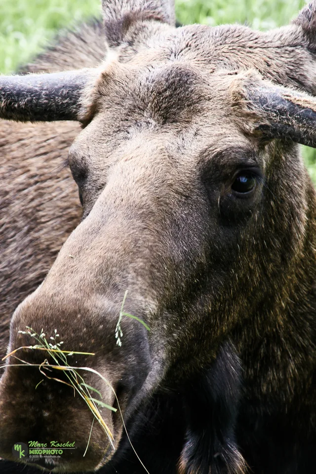 Moose