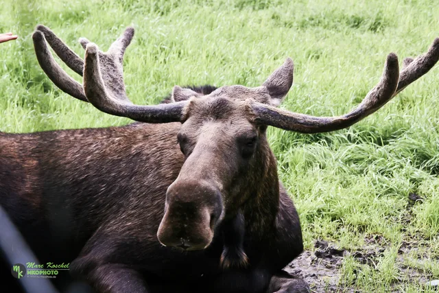 Moose
