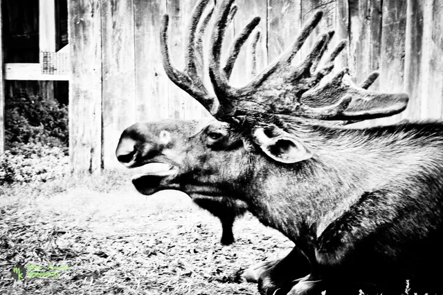 Moose