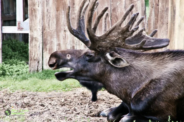 Moose