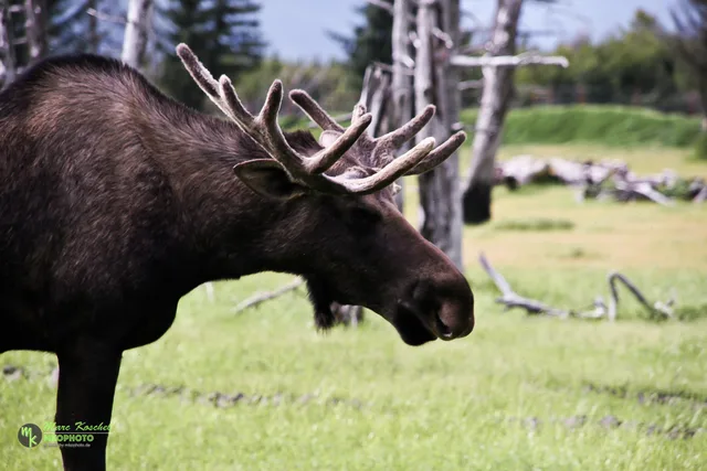 Moose