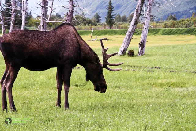 Moose