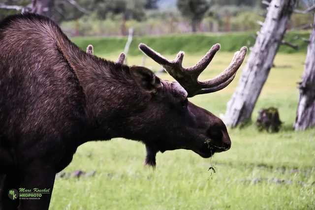 Moose