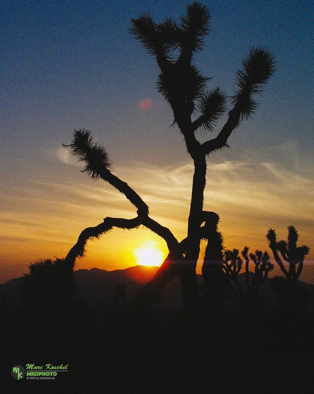 Joshua Tree