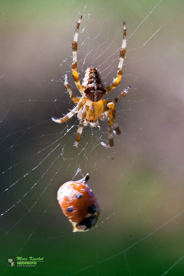 Spider and Ladybird