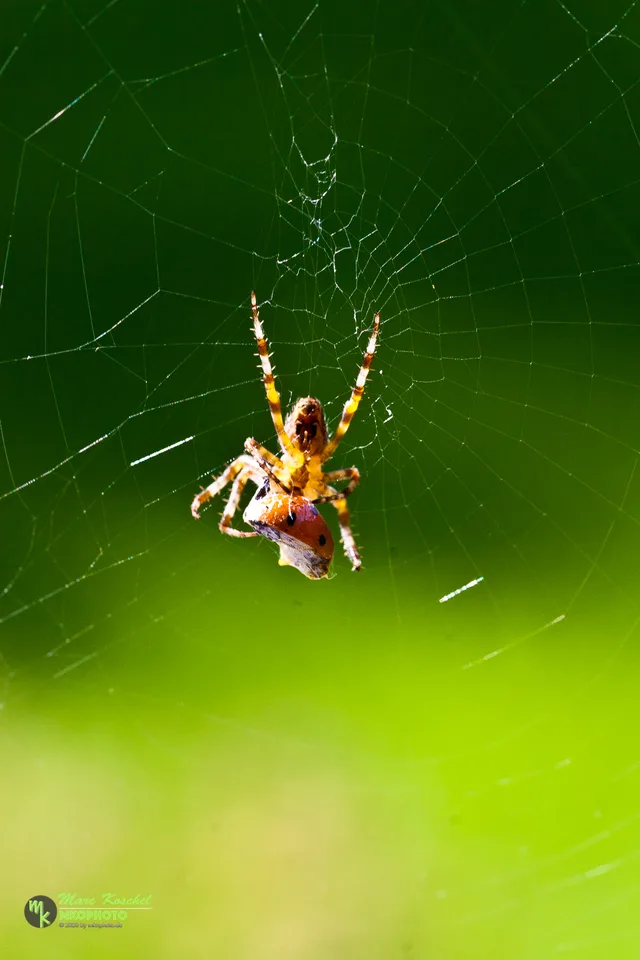 Spider and Ladybird