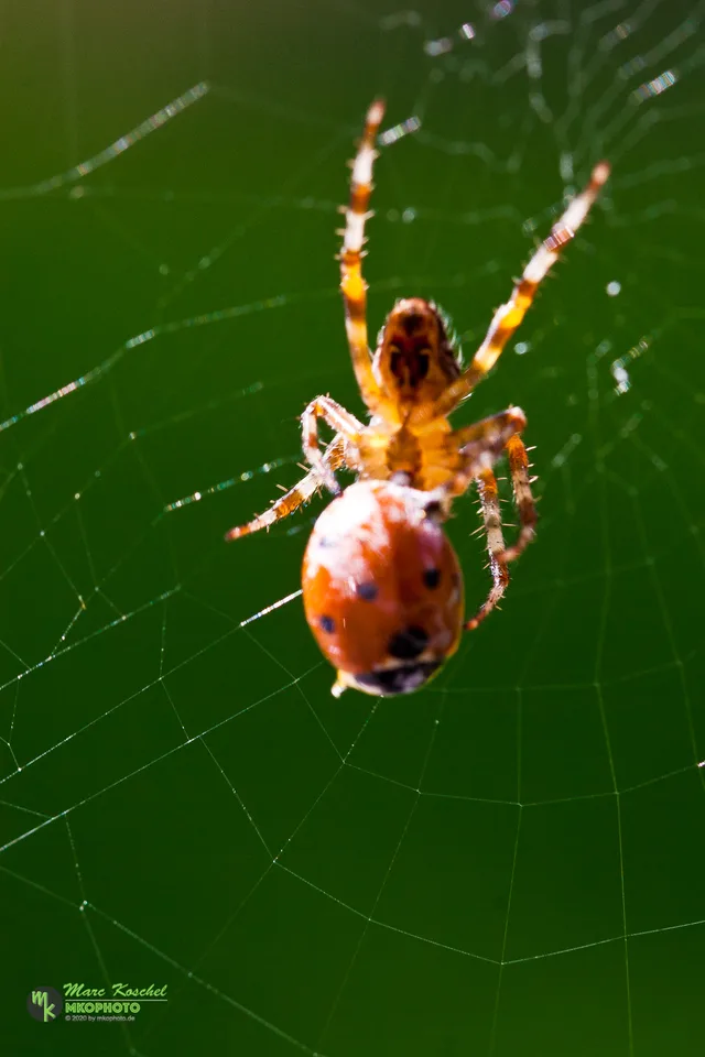 Spider and Ladybird