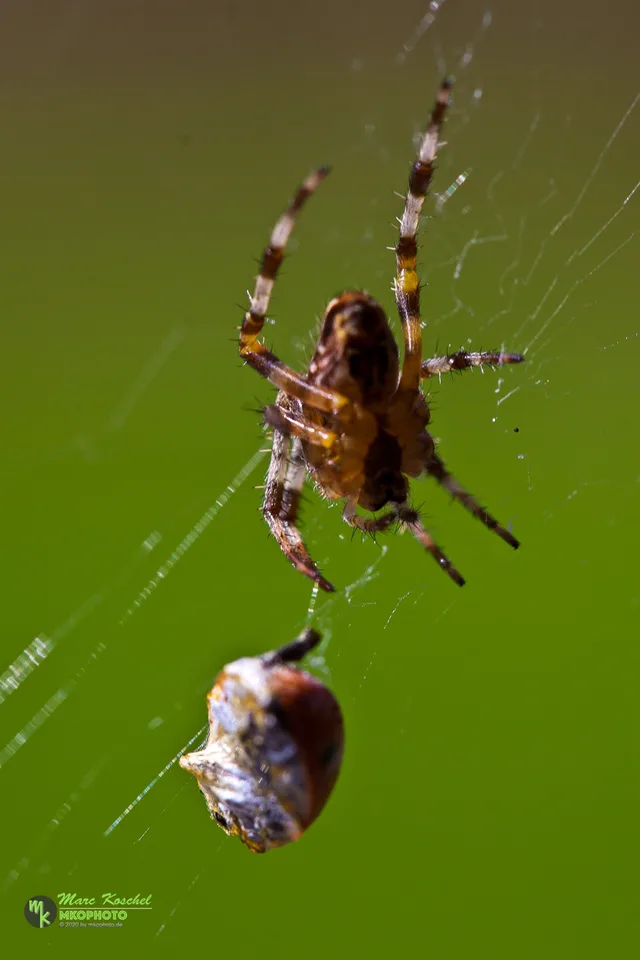 Spider and Ladybird