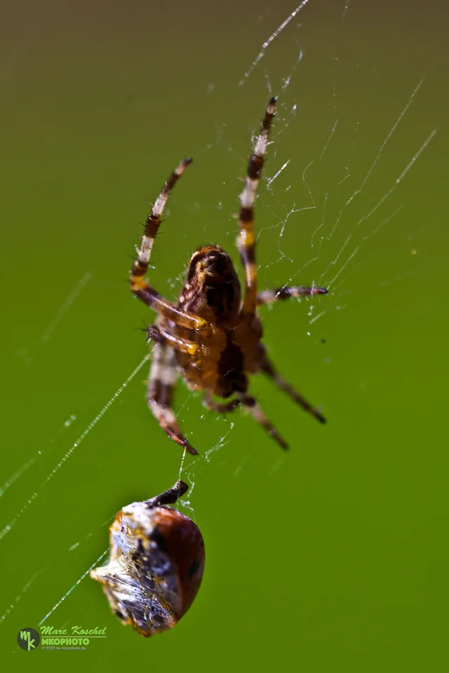 Spider and Ladybird