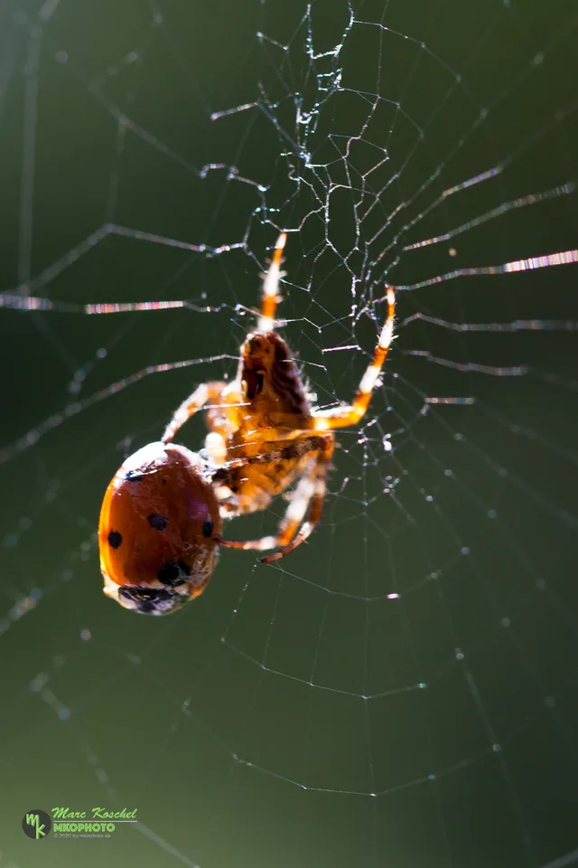 Spider and Ladybird