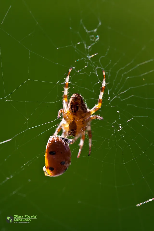 Spider and Ladybird