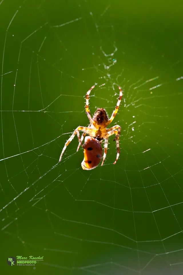 Spider and Ladybird