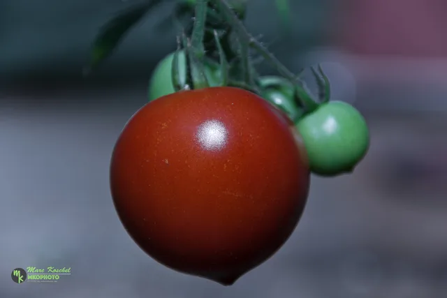 Tomatoes