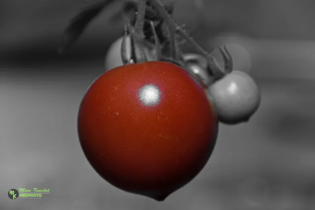 Red Tomato