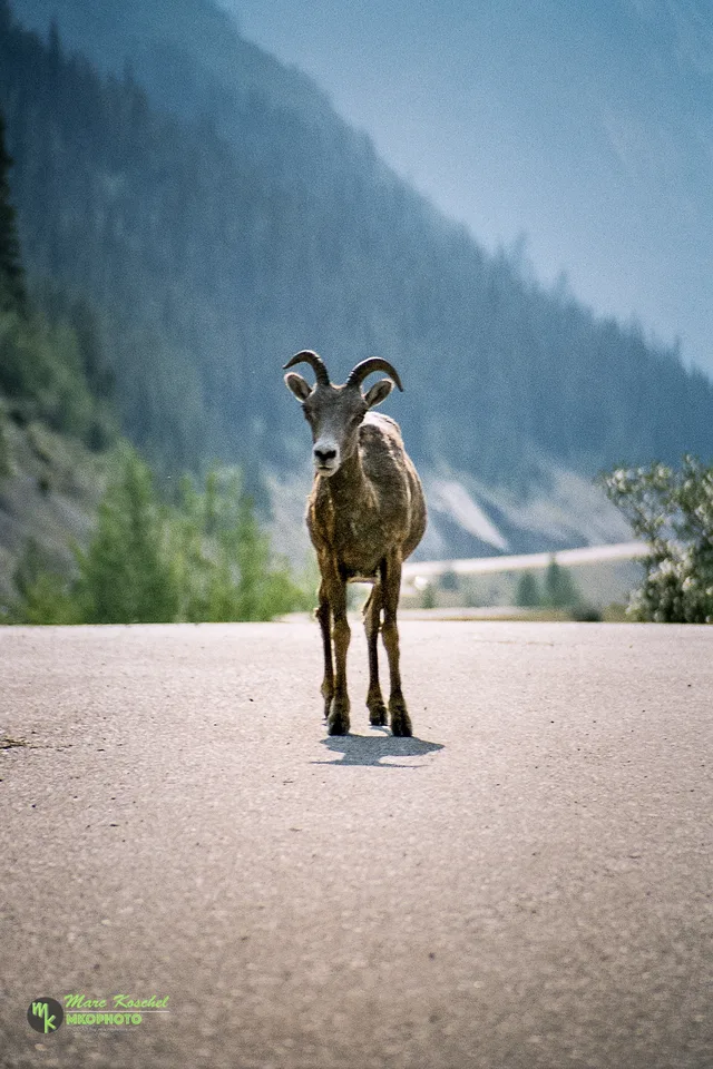 Goat in Jasper NP