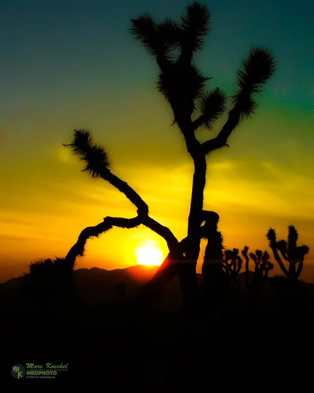 Joshua Tree