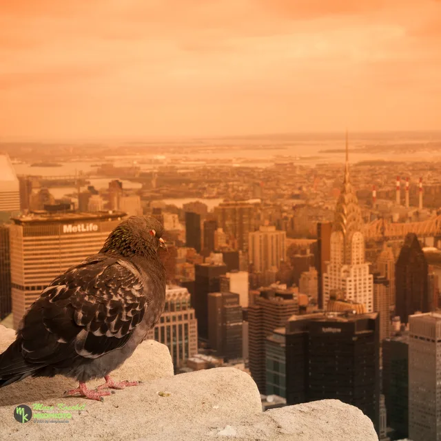 Dove on Empire State Building