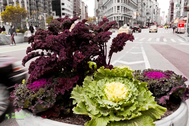 Salad Flowers