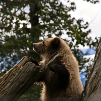 thumbs-grizzly-01.jpg