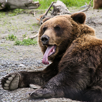 thumbs-grizzly-11.jpg
