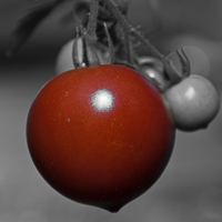 thumbs-tomatoes-02.jpg