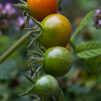 thumbs-tomatoes-09.jpg
