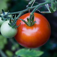 thumbs-tomatoes-10.jpg